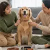 犬の鑑札どうしてる？付け方からおしゃれな収納術まで徹底解説