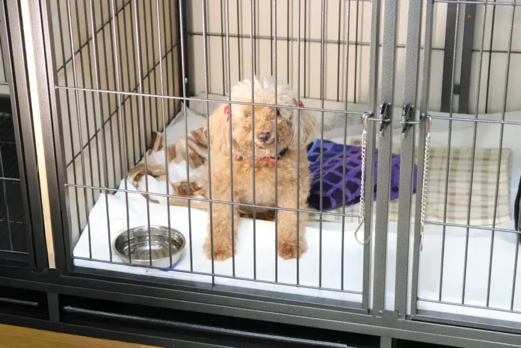 ペットおあずかりセンター内。入院中も安全に過ごせる、広くて清潔なケージ内の環境写真。
